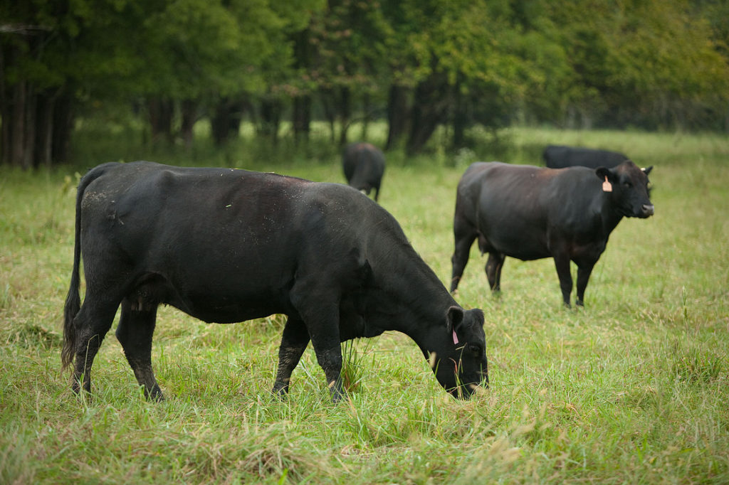 Wortley Wagyu. Japanese Black Cattle.